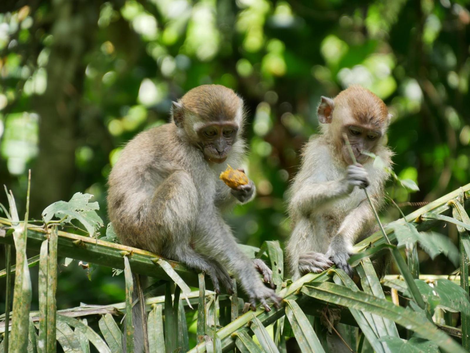 Sama Sama Homestay & Trekking Only Stay Here Book Trekking And Transport With Us Bukit Lawang Exterior foto