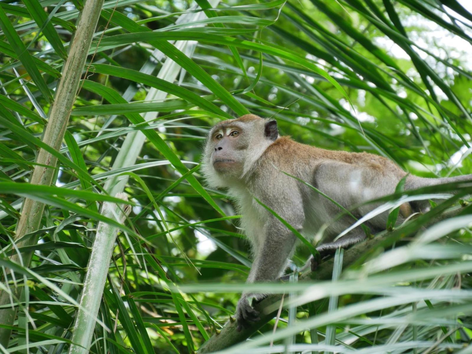 Sama Sama Homestay & Trekking Only Stay Here Book Trekking And Transport With Us Bukit Lawang Exterior foto
