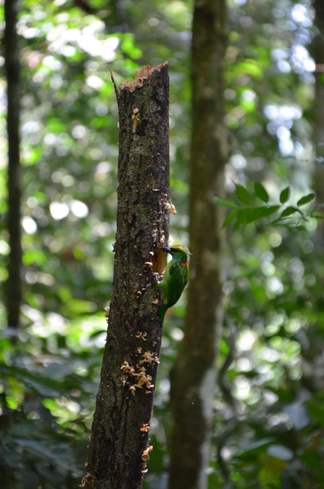 Sama Sama Homestay & Trekking Only Stay Here Book Trekking And Transport With Us Bukit Lawang Exterior foto