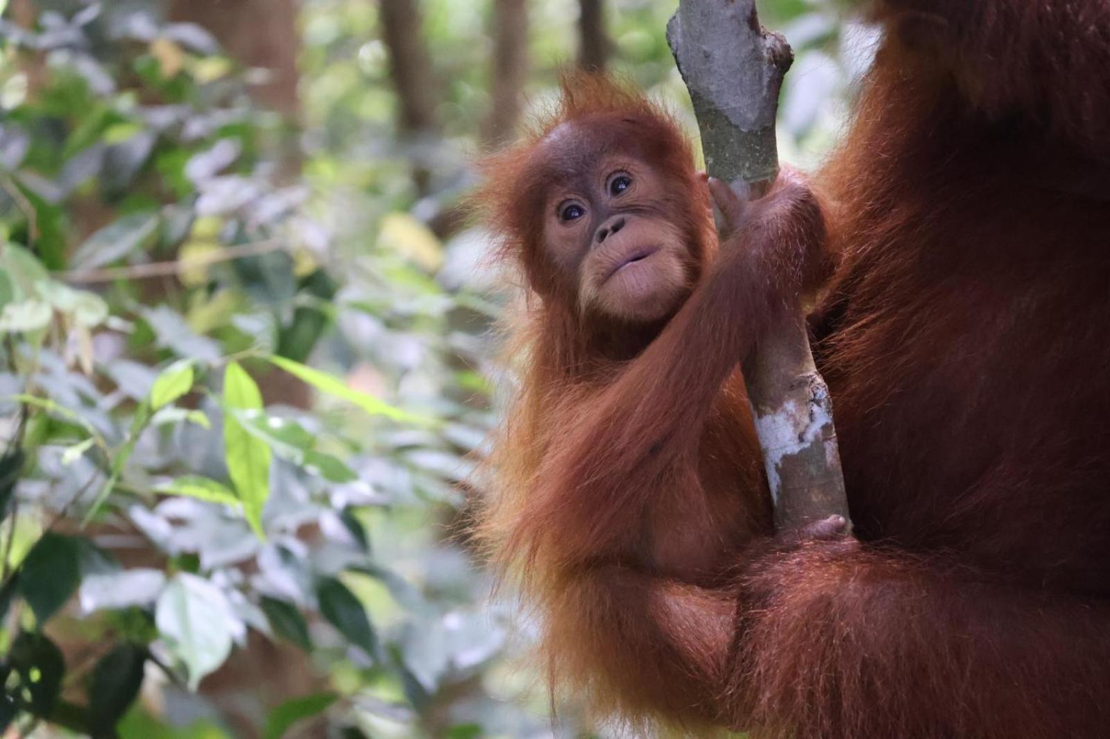 Sama Sama Homestay & Trekking Only Stay Here Book Trekking And Transport With Us Bukit Lawang Exterior foto