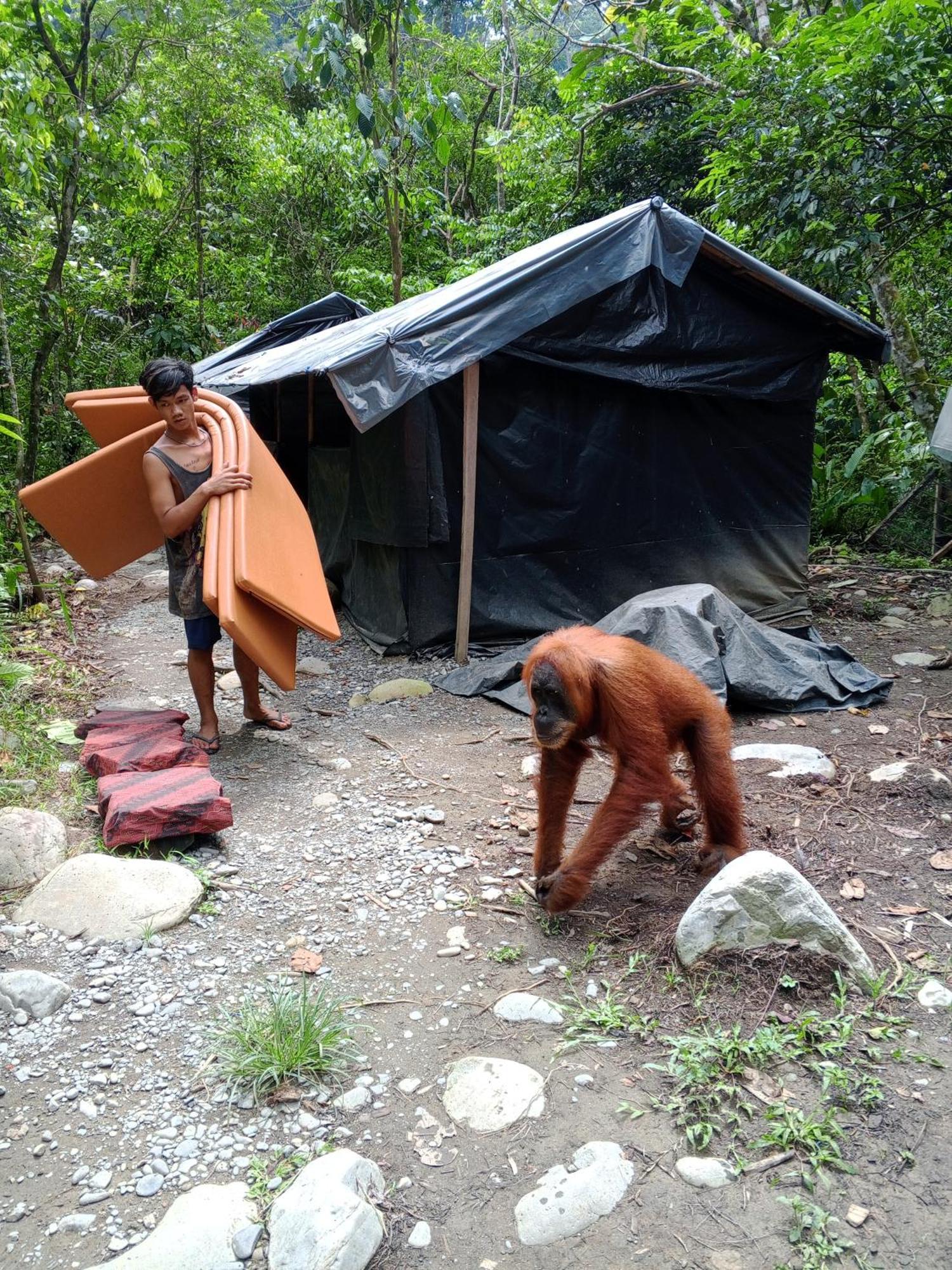 Sama Sama Homestay & Trekking Only Stay Here Book Trekking And Transport With Us Bukit Lawang Exterior foto