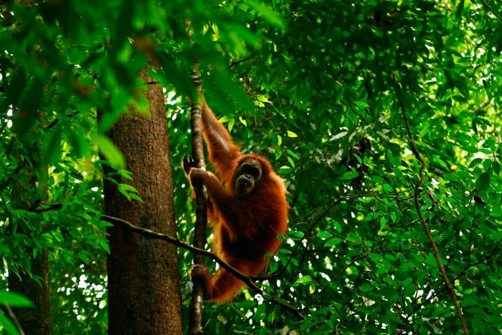 Sama Sama Homestay & Trekking Only Stay Here Book Trekking And Transport With Us Bukit Lawang Exterior foto